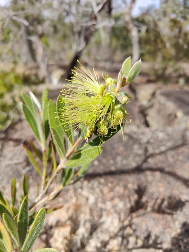 Callistemon flavovirens, 2021-05-01