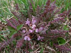 Pedicularis acaulis