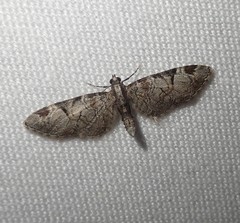 Eupithecia insigniata