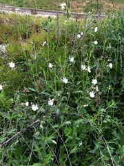Silene latifolia
