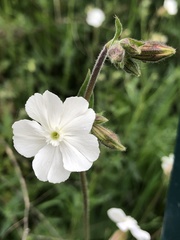Silene latifolia
