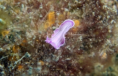 Prostheceraeus roseus