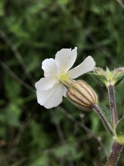 Silene latifolia