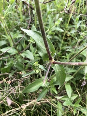 Silene latifolia