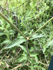 Silene latifolia