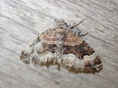 Xanthorhoe biriviata