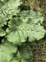 Arctium lappa