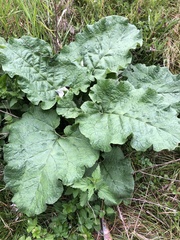 Arctium lappa