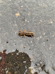 Gryllotalpa orientalis