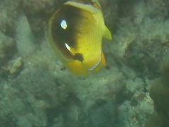 Chaetodon quadrimaculatus