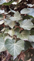 Hedera helix