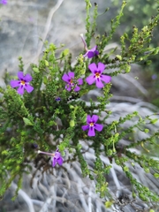 Jamesbrittenia tenuifolia