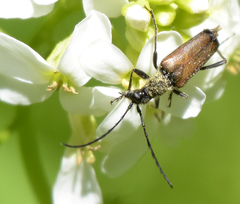 Anastrangalia sanguinea