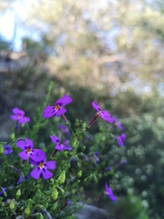 Jamesbrittenia tenuifolia