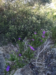 Jamesbrittenia tenuifolia