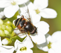 Eristalis cryptarum