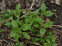 Parietaria officinalis
