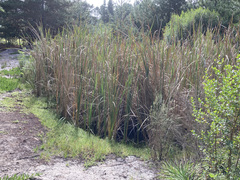 Typha capensis