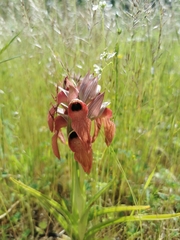 Bilamellaria