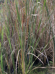 Typha capensis