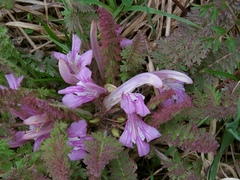 Pedicularis acaulis