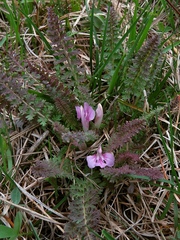 Pedicularis acaulis