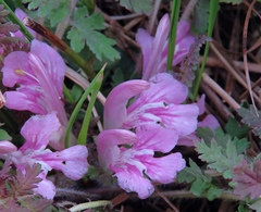 Pedicularis acaulis