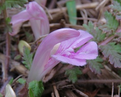 Pedicularis acaulis