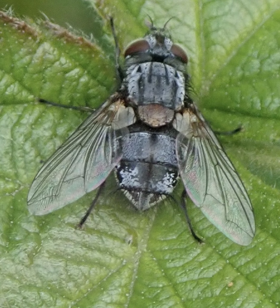 Carcelia iliaca