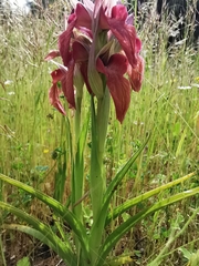 Bilamellaria