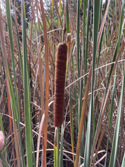 Typha capensis