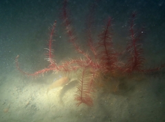 Trisopterus capelanus