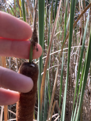 Typha capensis