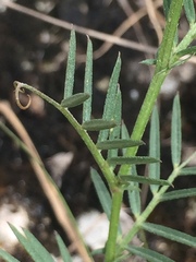 Vicia sativa amphicarpa