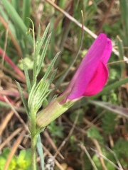 Vicia sativa amphicarpa