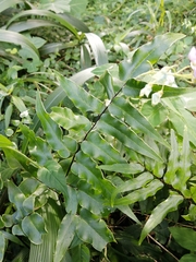 Cheilanthes viridis
