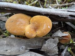 Cantharellus concinnus