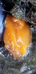 Doriopsilla albopunctata
