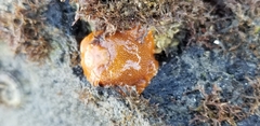 Doriopsilla albopunctata