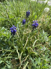 Muscari neglectum