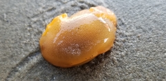 Doriopsilla albopunctata
