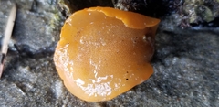 Doriopsilla albopunctata