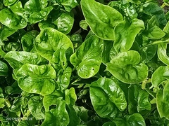 Alternanthera sissoo