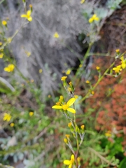 Senecio pubigerus