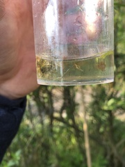 Limnephilus rhombicus