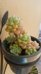 Sedum clavatum