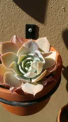 Echeveria cante