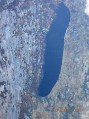 Holothuria leucospilota