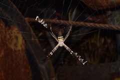 Argiope amoena
