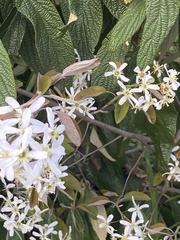 Amelanchier ovalis